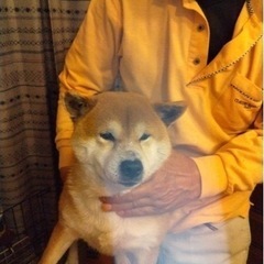 はなちゃん推定5歳、女の子、繁殖リタイヤ犬、（無償）