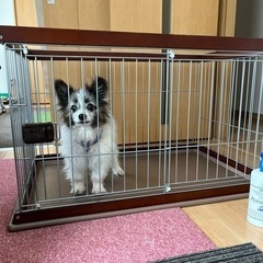 犬用サークル　の画像