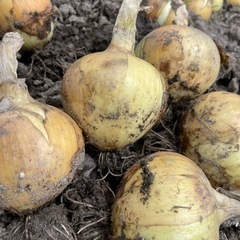 白石町玉ねぎ5キロ