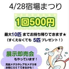 4/28めだかすくい