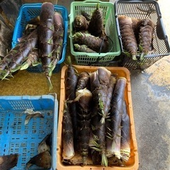 【4/27本日限定！】朝堀り大きめたけのこ　メンマなどに◎どれで...