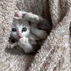 シロ薄グレーチャの子猫