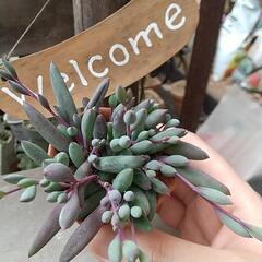 多肉植物 ルビーネックレス💎✨の画像