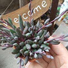 多肉植物 ルビーネックレス💎✨の画像