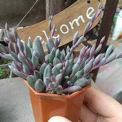多肉植物 ルビーネックレス💎✨の画像