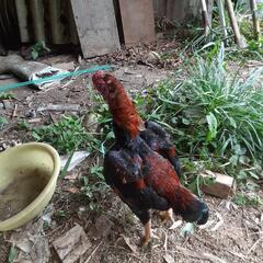 小軍鶏の雄一羽差しあげます