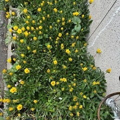 ガザニア　　　植物　
宿根草の画像