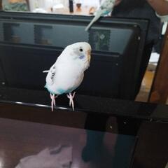 白くてお腹が水色のセキセイインコ探しています