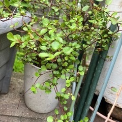 かっこいい！！ワイヤープランツ中サイズの画像