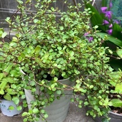 かっこいい！！ワイヤープランツ中サイズの画像