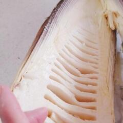 採りたてタケノコ（おまけします）の画像