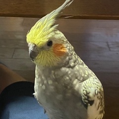 オカメインコを探しています！
