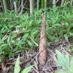 和歌山県南部の河川敷でタケノコ採りしませんか