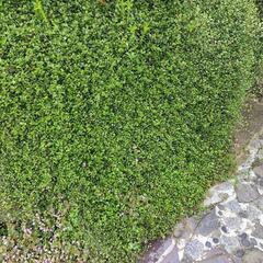 生活雑貨 家庭用品 ガーデニングの画像