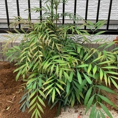 【お話し中】マホニアコンフューサ