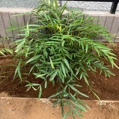 【お話中】マホニアコンフューサ