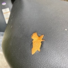 バイク スズキの画像
