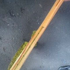 ラインディングネット　釣り　タモの画像