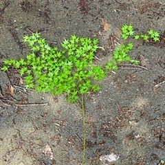 紅葉の枝物、たくさんあります。　モミジ　もみじ