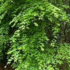 紅葉の枝物、たくさんあります。　モミジ　もみじの画像