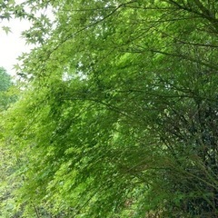 紅葉の枝物、たくさんあります。　モミジ　もみじの画像