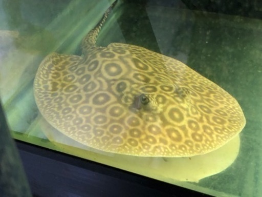 残り1ペアのみ！クロコダイルベビー