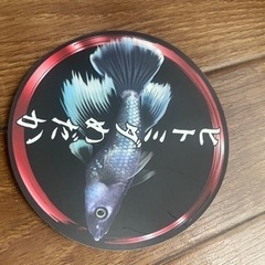 メダカ　プレアデスの画像