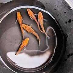 紅薊（ベニアザミ)メダカ