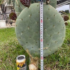 大丸盆、ウチワサボテン