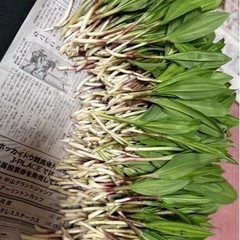 行者ニンニク
の画像