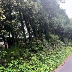 杉の木いりませんか？