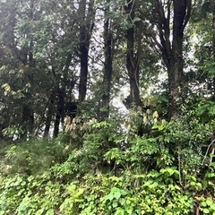 杉の木いりませんか？の画像