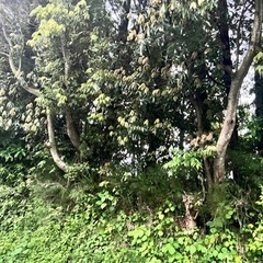 杉の木いりませんか？の画像