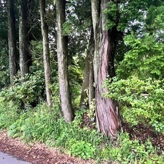 杉の木いりませんか？の画像