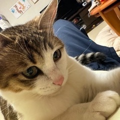 三毛トラネコ(譲渡様決まりました) − 福島県