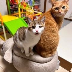 三毛トラネコ(譲渡様決まりました) - 猫