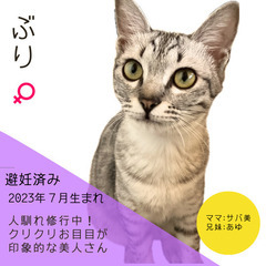明日‼︎4/28(日)【保護猫のマッチングスペースDreams】...