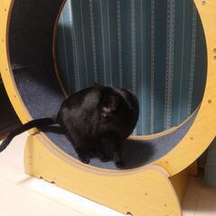 キャットホイールの画像