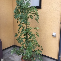 取引中‼️観葉植物‼️ホンコン昨年土入れ替え、鉢も新品です❣️