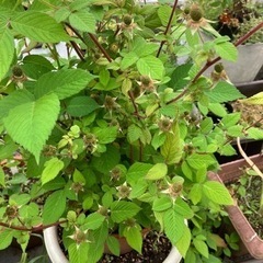 受け渡し者決定しました。 木苺 鉢植え 8号鉢の画像