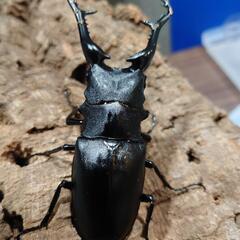 こどもの日プレゼント　ギラファノコ