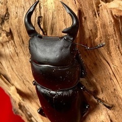 グラディスオオクワガタ　即ブリペア　
取引中❗️　