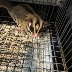 フクロモモンガ