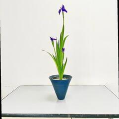 いけばな体験教室キャンペーン