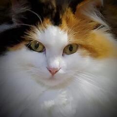 純粋ノルウェージャン三毛猫
