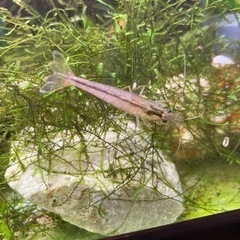 ヤマトヌマエビ
