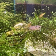 ヤマトヌマエビの画像