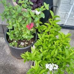 チェリーセージとウツギ ２種類セットの画像