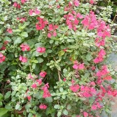 チェリーセージとウツギ ２種類セット