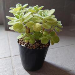 多肉植物　カット苗　交換希望